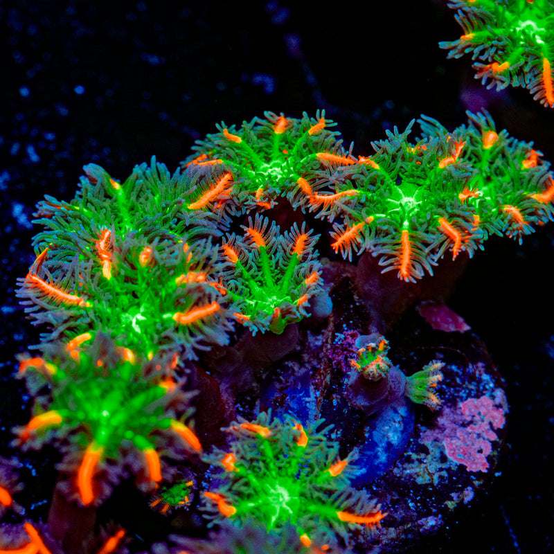 ARC Firework Clove Polyp Coral colony growth in reef aquarium