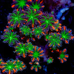 ARC Firework Clove Polyp Coral colony growth in reef aquarium
