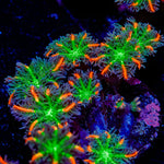 ARC Firework Clove Polyp Coral colony growth in reef aquarium