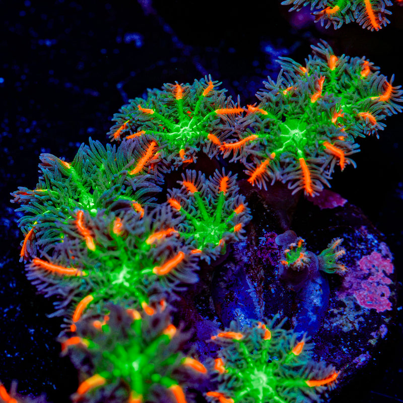 ARC Firework Clove Polyp Coral colony growth in reef aquarium