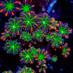ARC Firework Clove Polyp Coral colony growth in reef aquarium