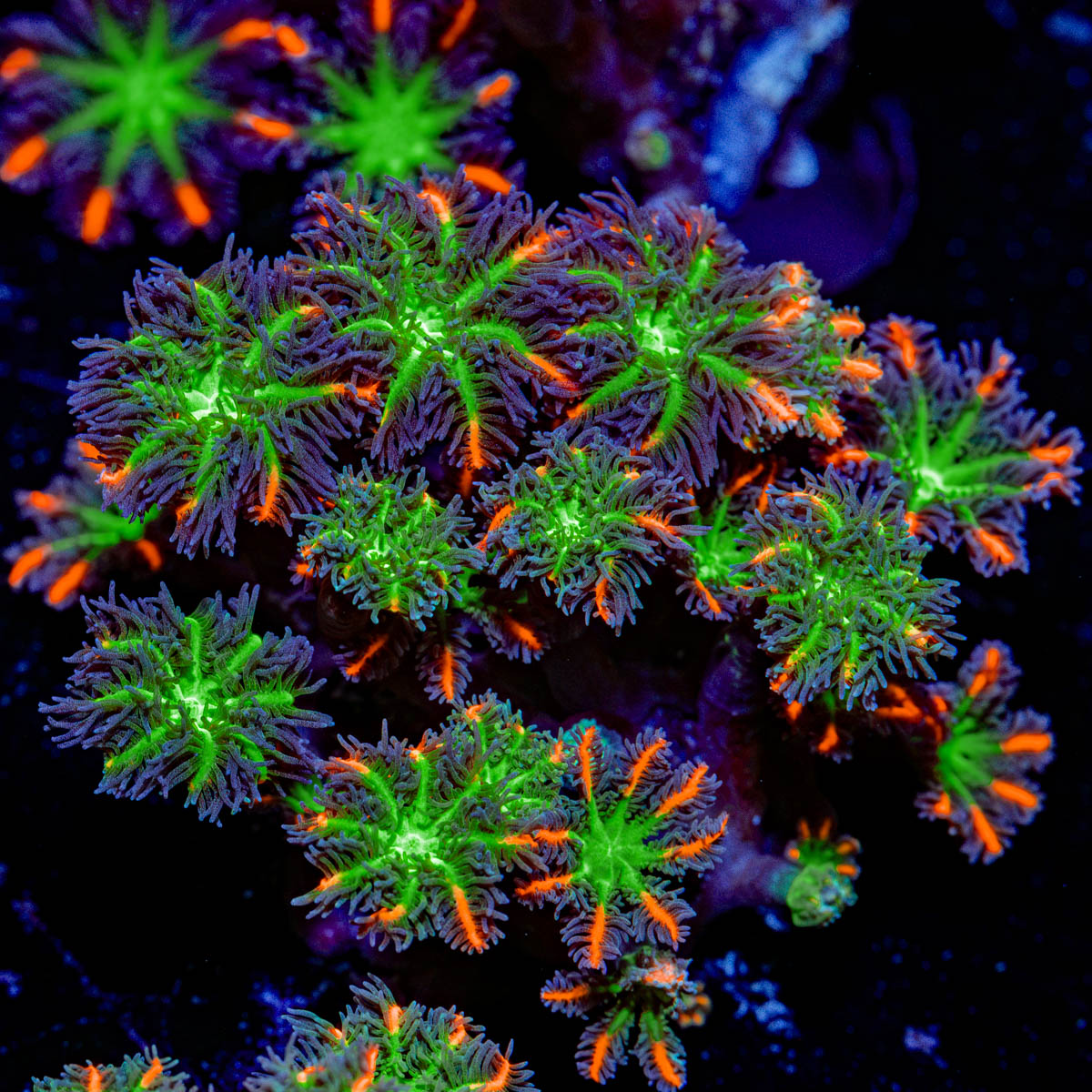 ARC Firework Clove Polyp Coral colony growth in reef aquarium