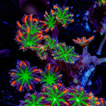 ARC Firework Clove Polyp Coral colony growth in reef aquarium