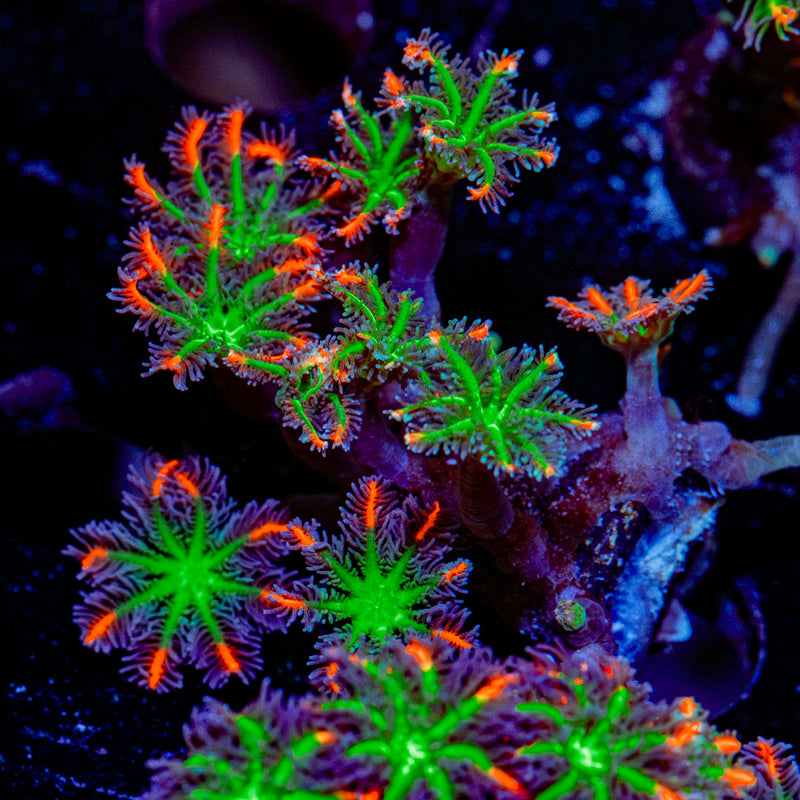 ARC Firework Clove Polyp Coral colony growth in reef aquarium