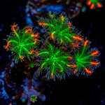 ARC Firework Clove Polyp Coral with colony growth in reef aquarium