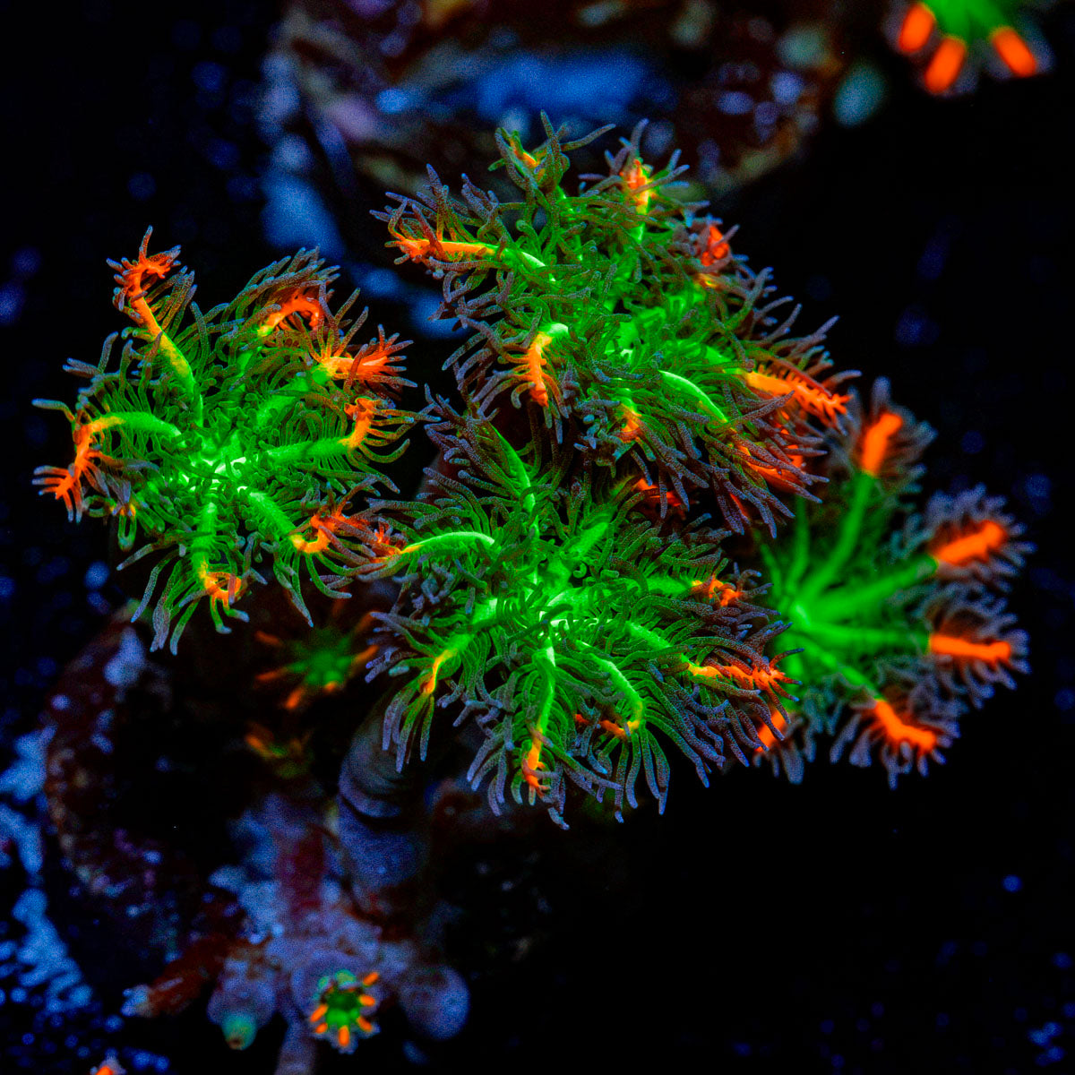 ARC Firework Clove Polyp Coral with colony growth in reef aquarium