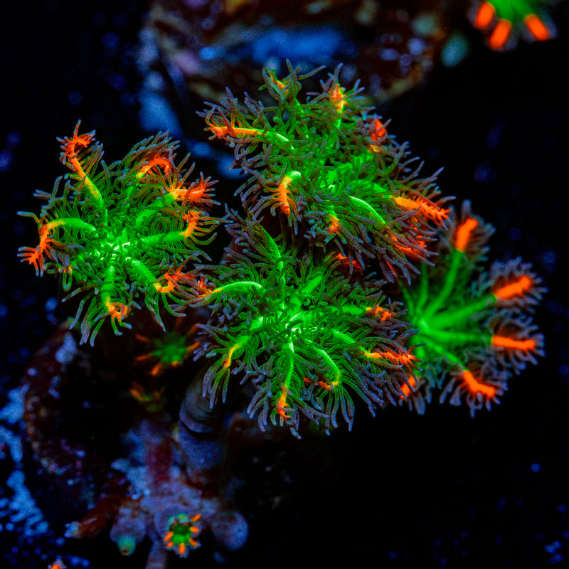 ARC Firework Clove Polyp Coral with colony growth in reef aquarium
