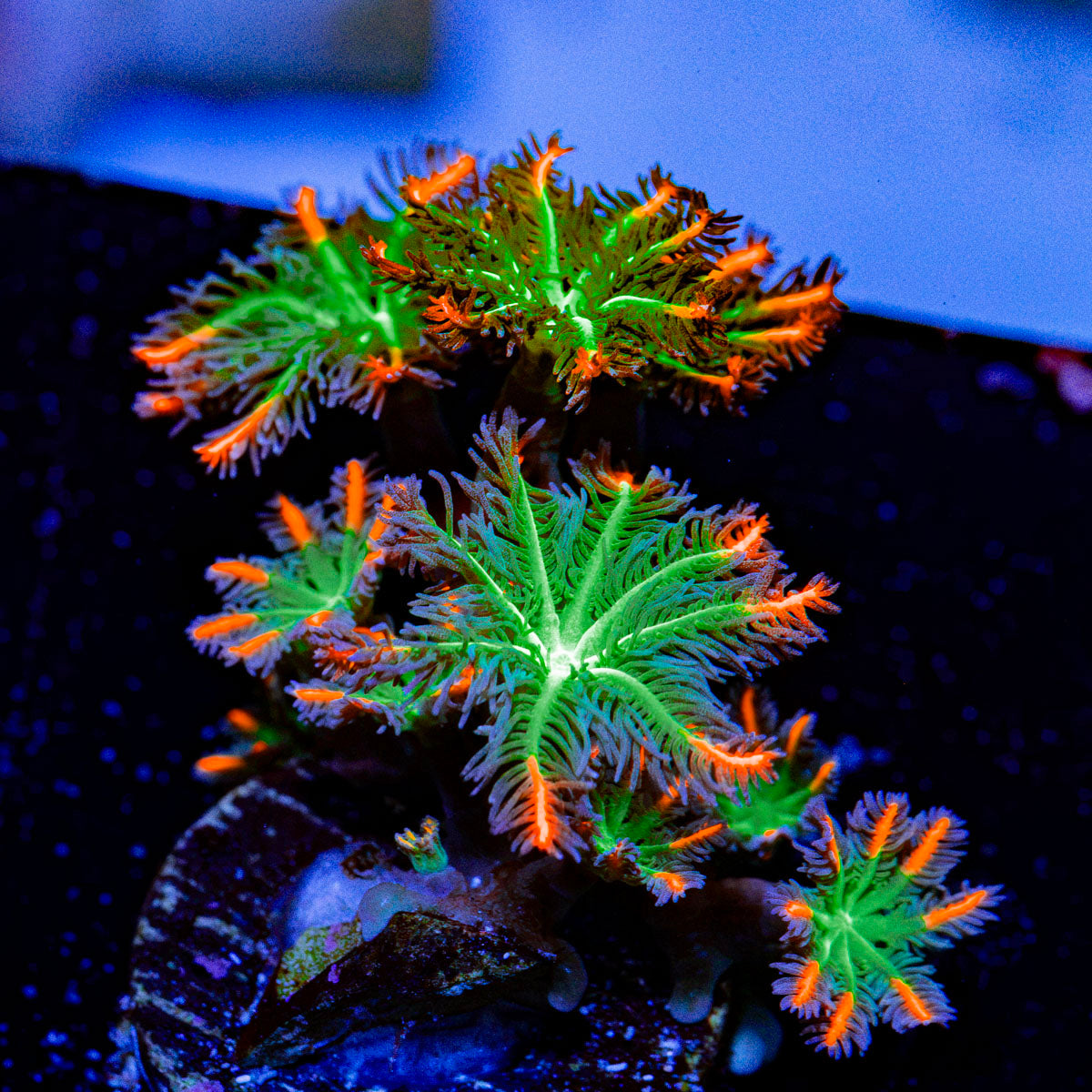 ARC Firework Clove Polyp Coral colony growth in reef aquarium
