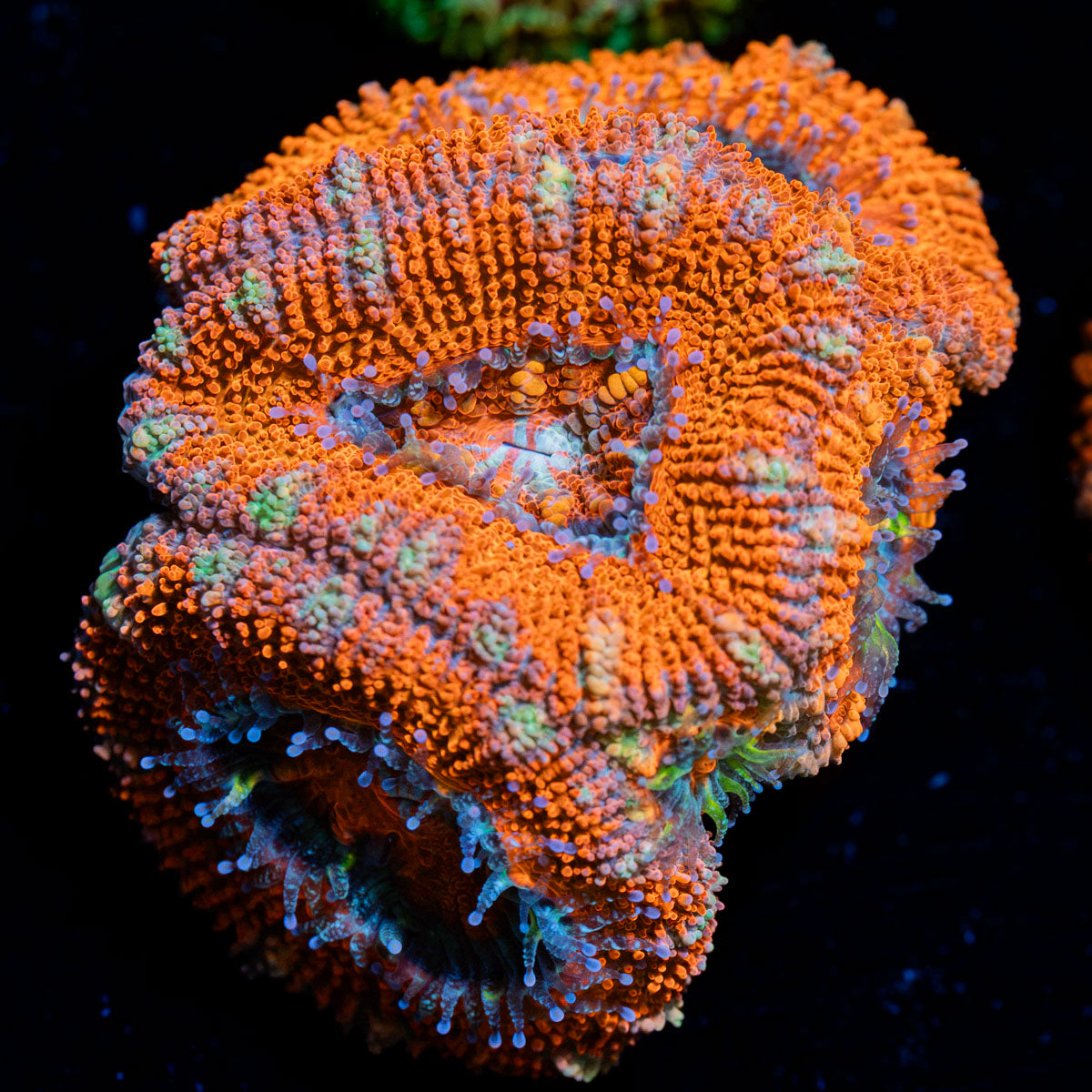 Acan coral with fleshy polyps in reef aquarium