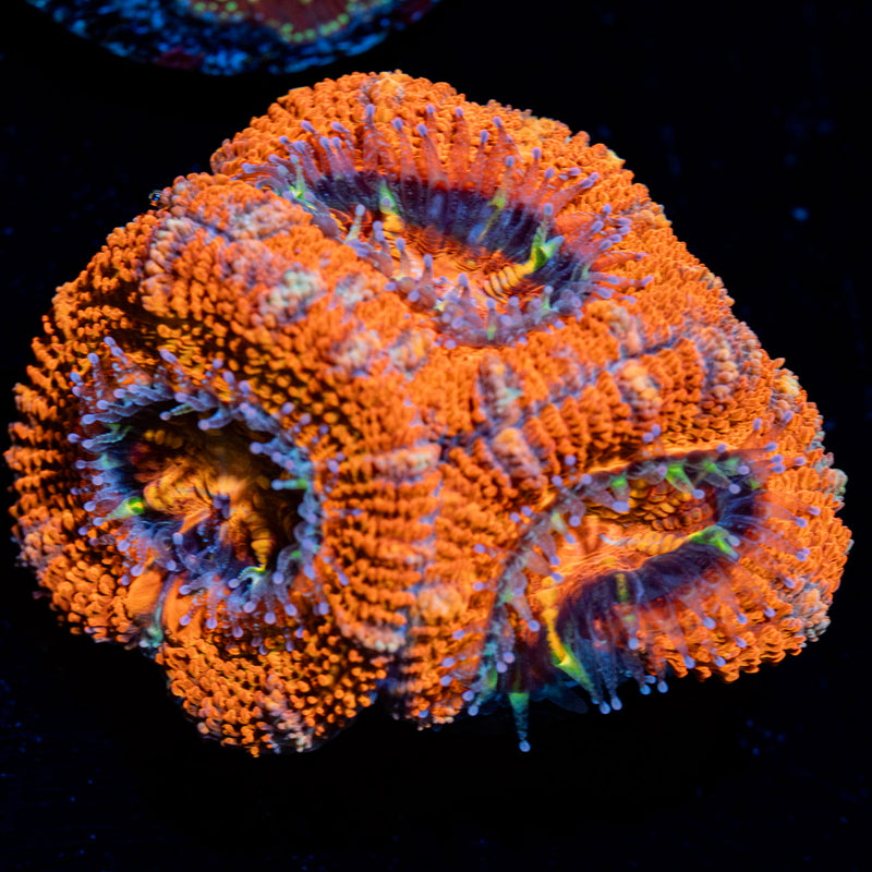 Acan Coral