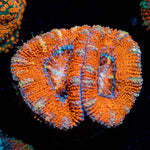 Acan coral with fleshy polyps in reef aquarium