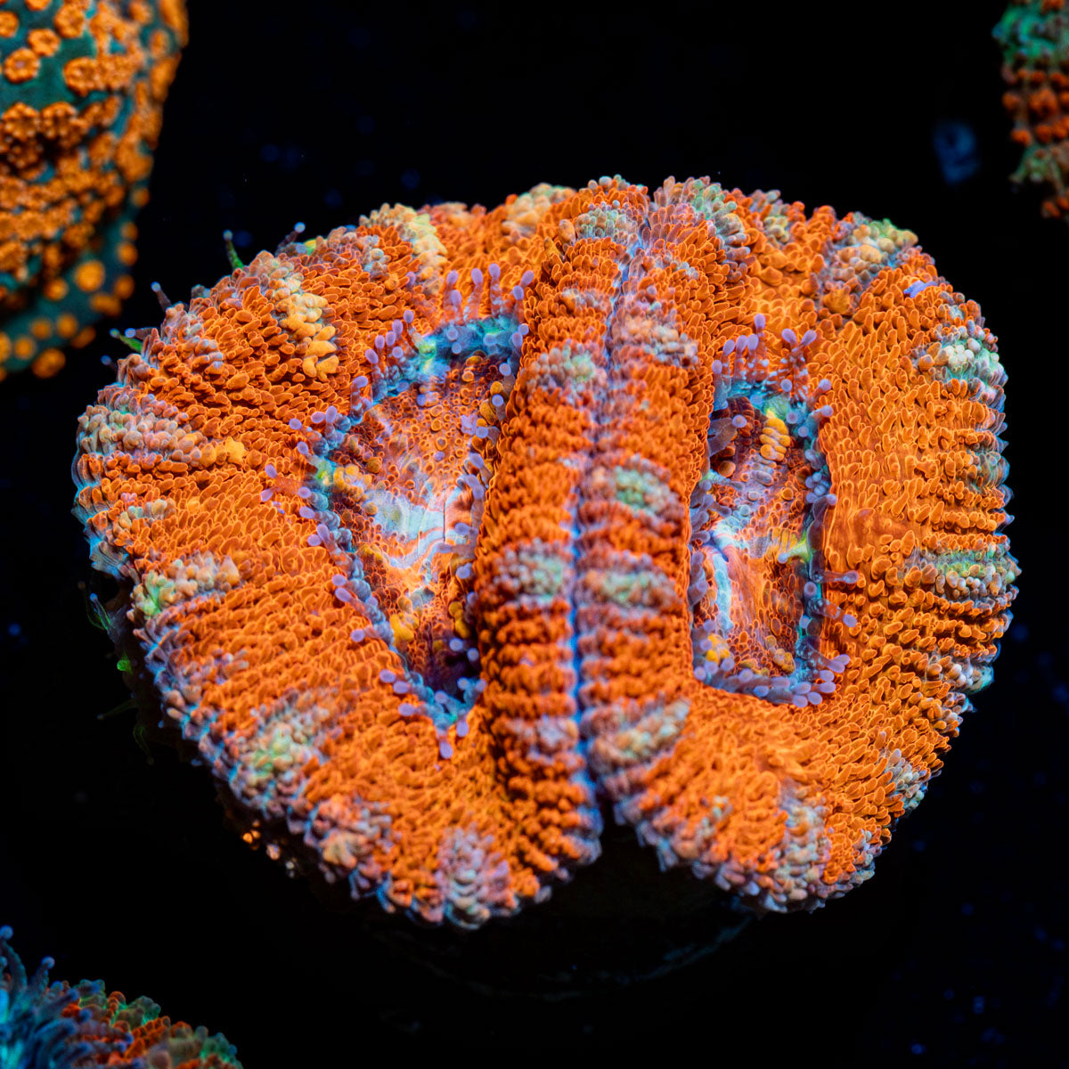Acan coral with fleshy polyps in reef aquarium