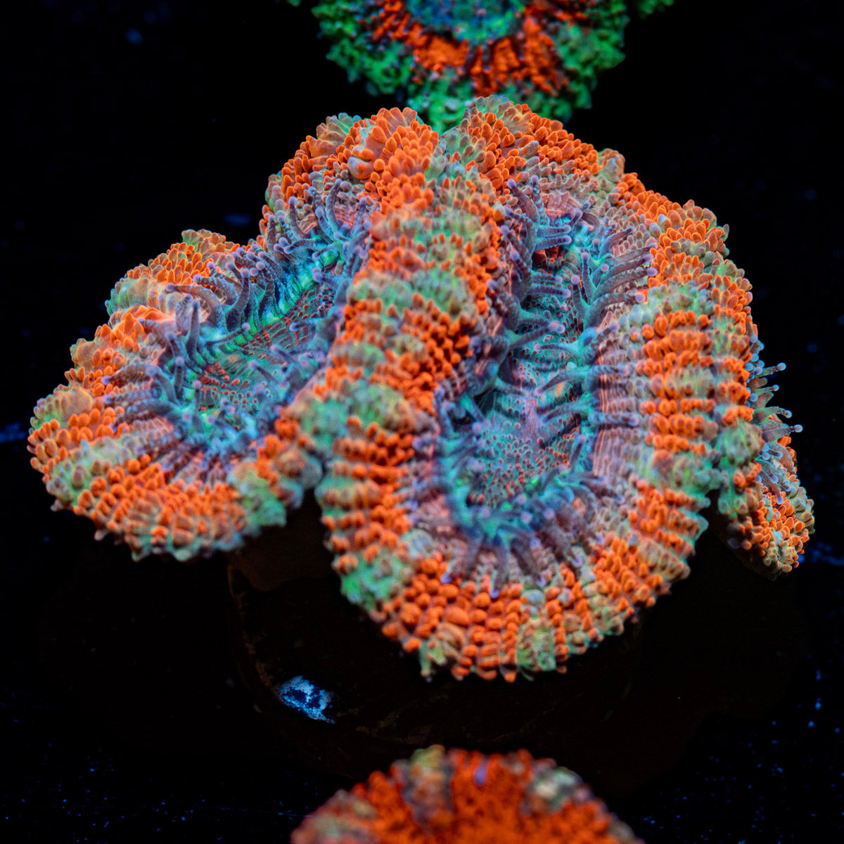 Acan coral with fleshy polyps in reef aquarium