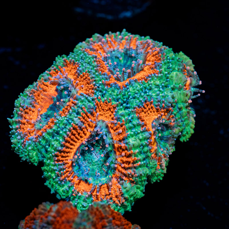 Acan Coral