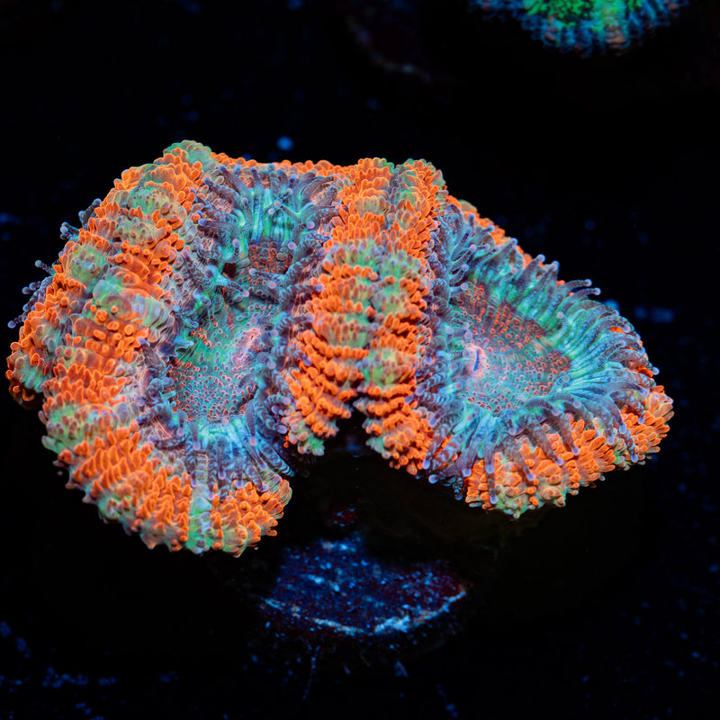 Acan Coral