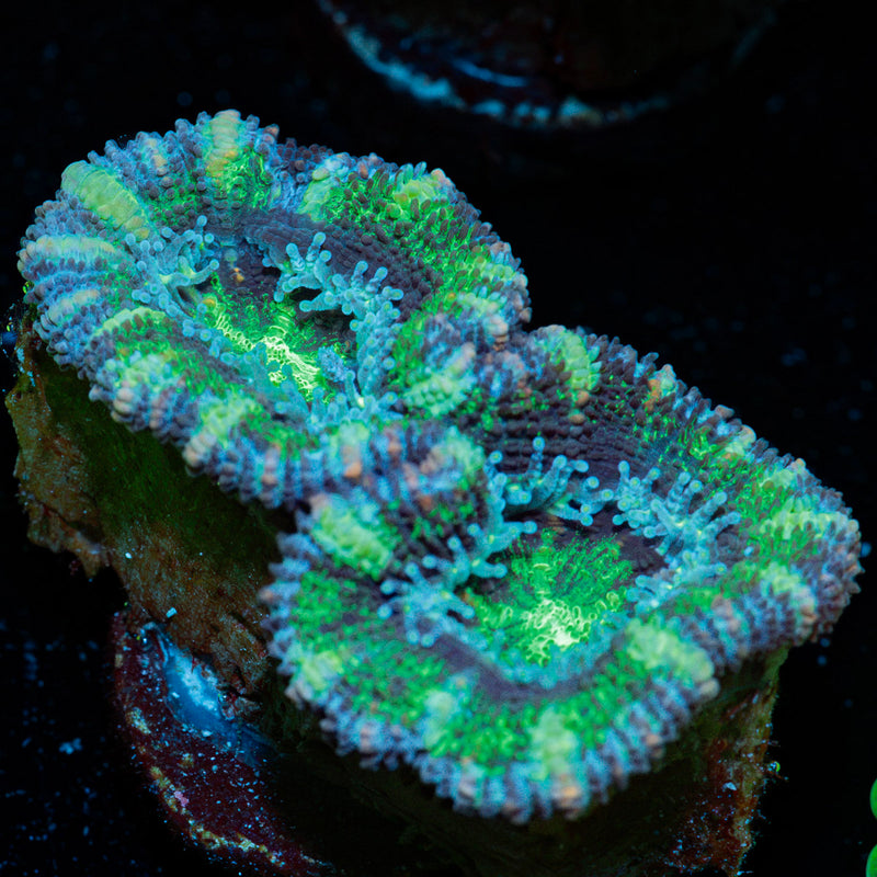 Acan Coral