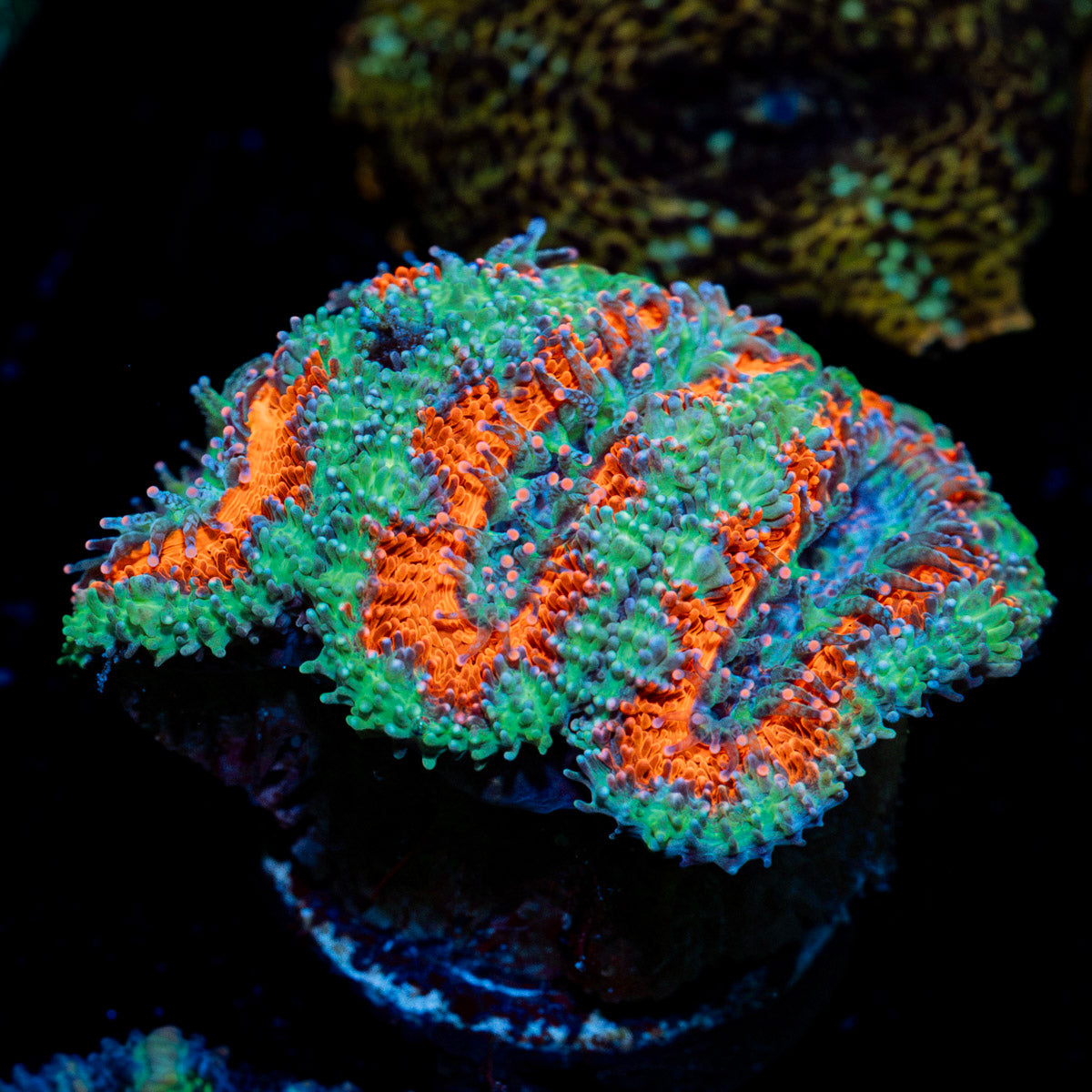 Acan coral with fleshy polyps in reef aquarium