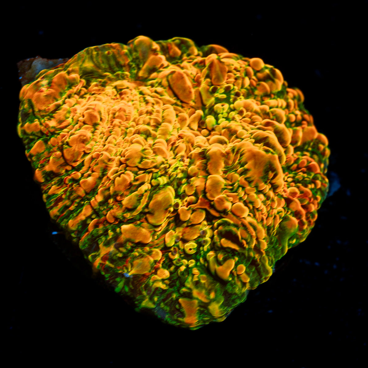 Cloudberry Chalice Coral with encrusting growth in reef aquarium