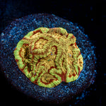 Conflict Diamonds favia Coral with encrusting growth in reef aquarium