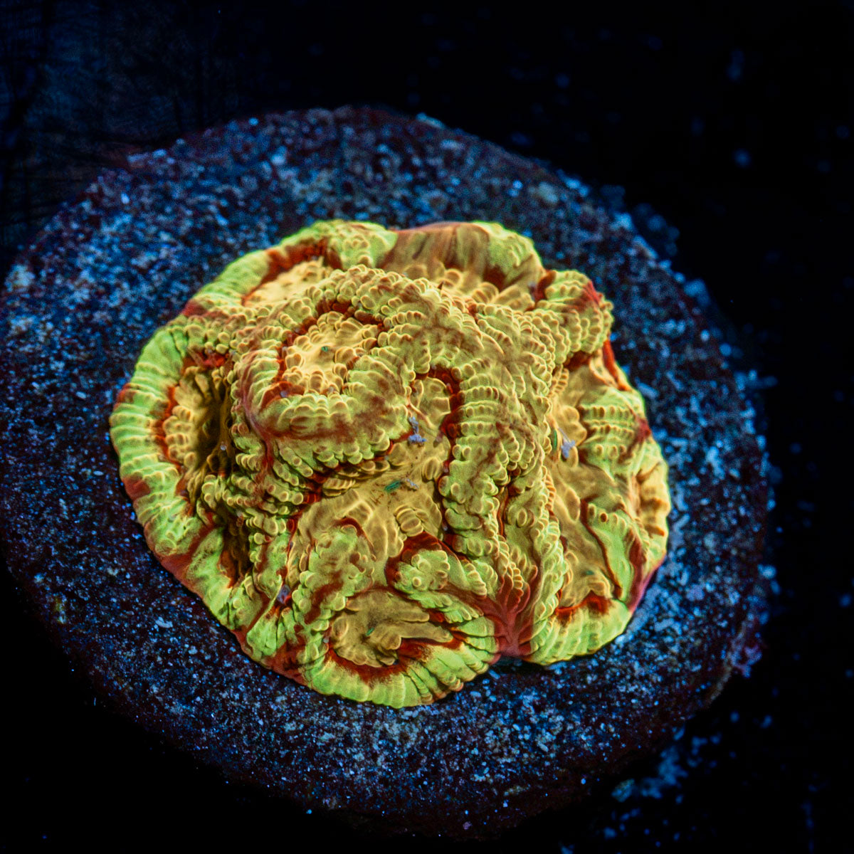 Conflict Diamonds favia Coral with encrusting growth in reef aquarium