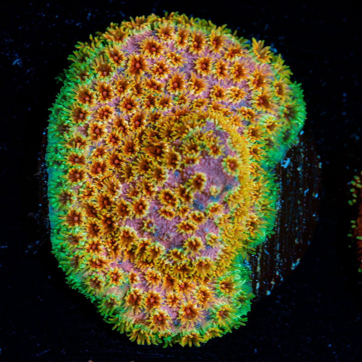 Skittles Cyphastrea with encrusting growth in reef aquarium
