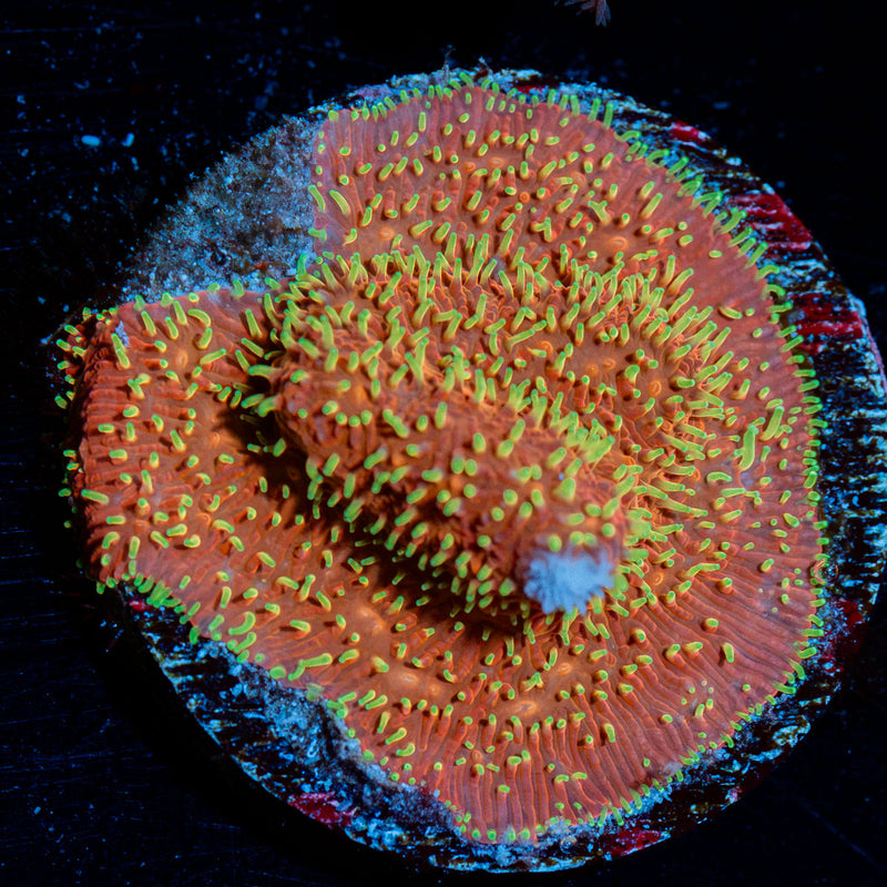 Freak Hair Pavona Coral