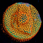Close Encounter Stylocoeniella coral with encrusting growth in reef aquarium