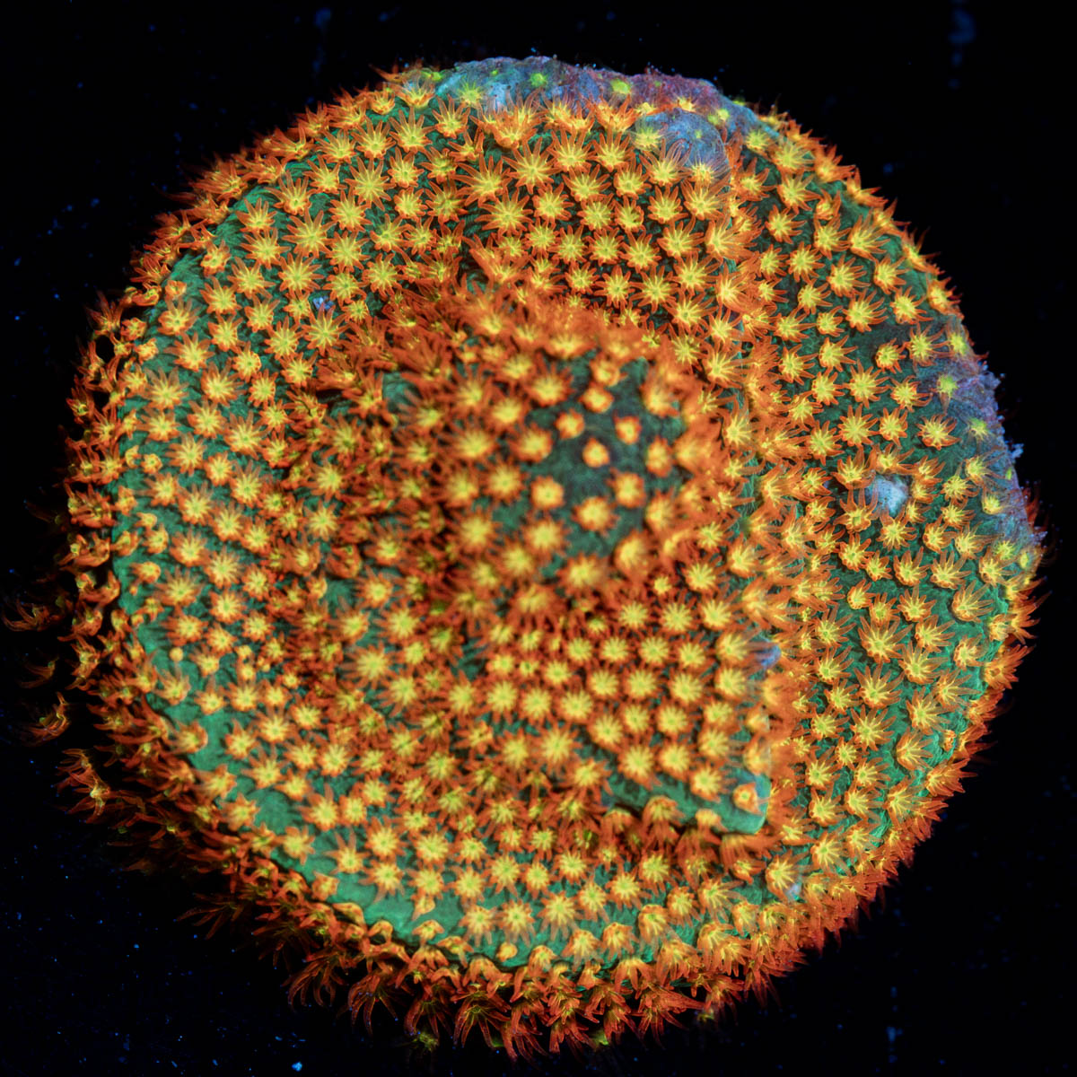 Close Encounter Stylocoeniella coral with encrusting growth in reef aquarium
