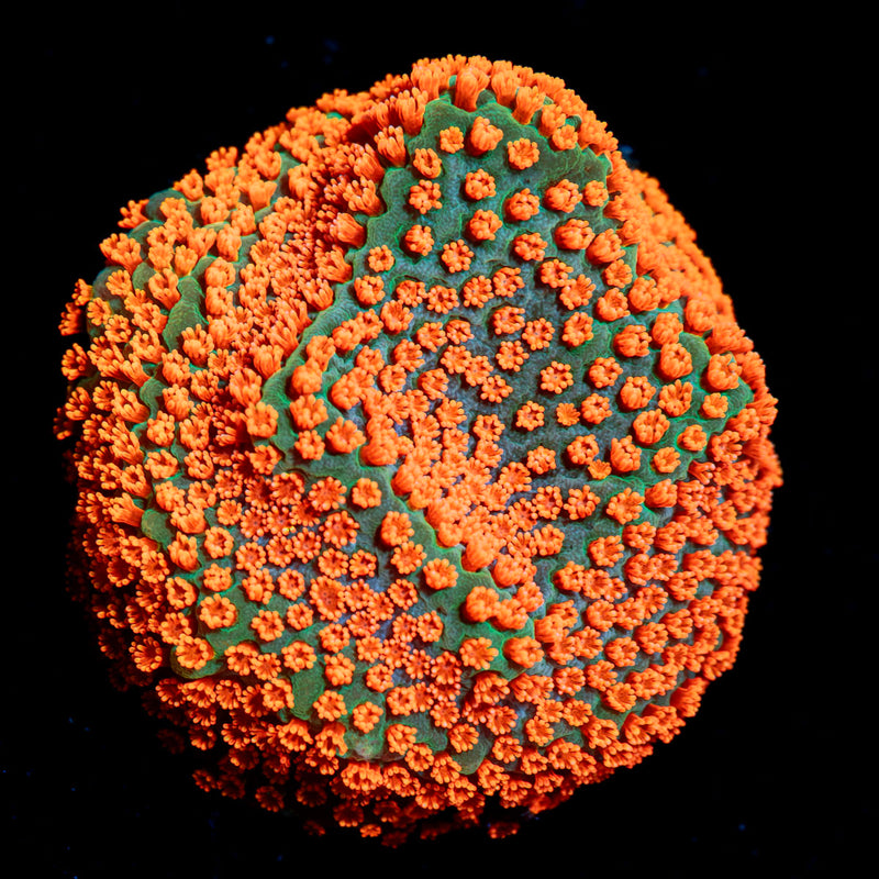 Aquaman Montipora Coral