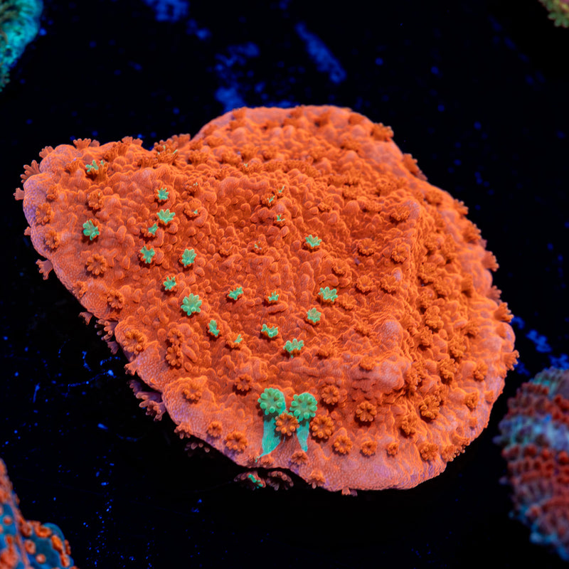 Sunfire Grafted Montipora Coral