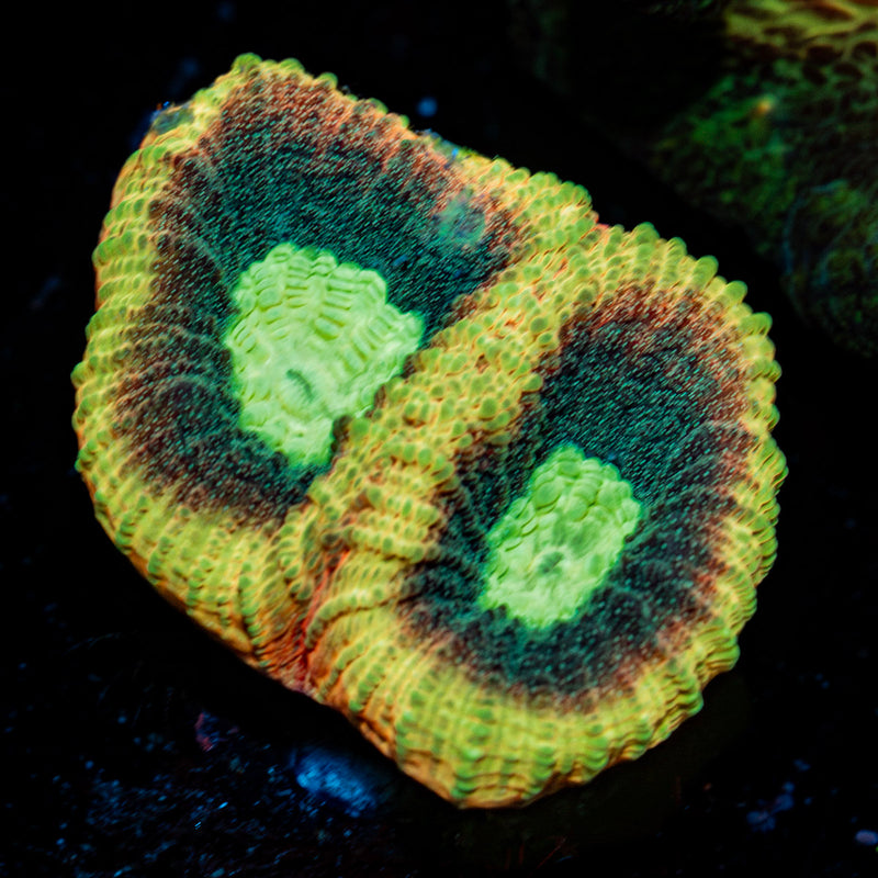 Dragon Slayer Favia Coral