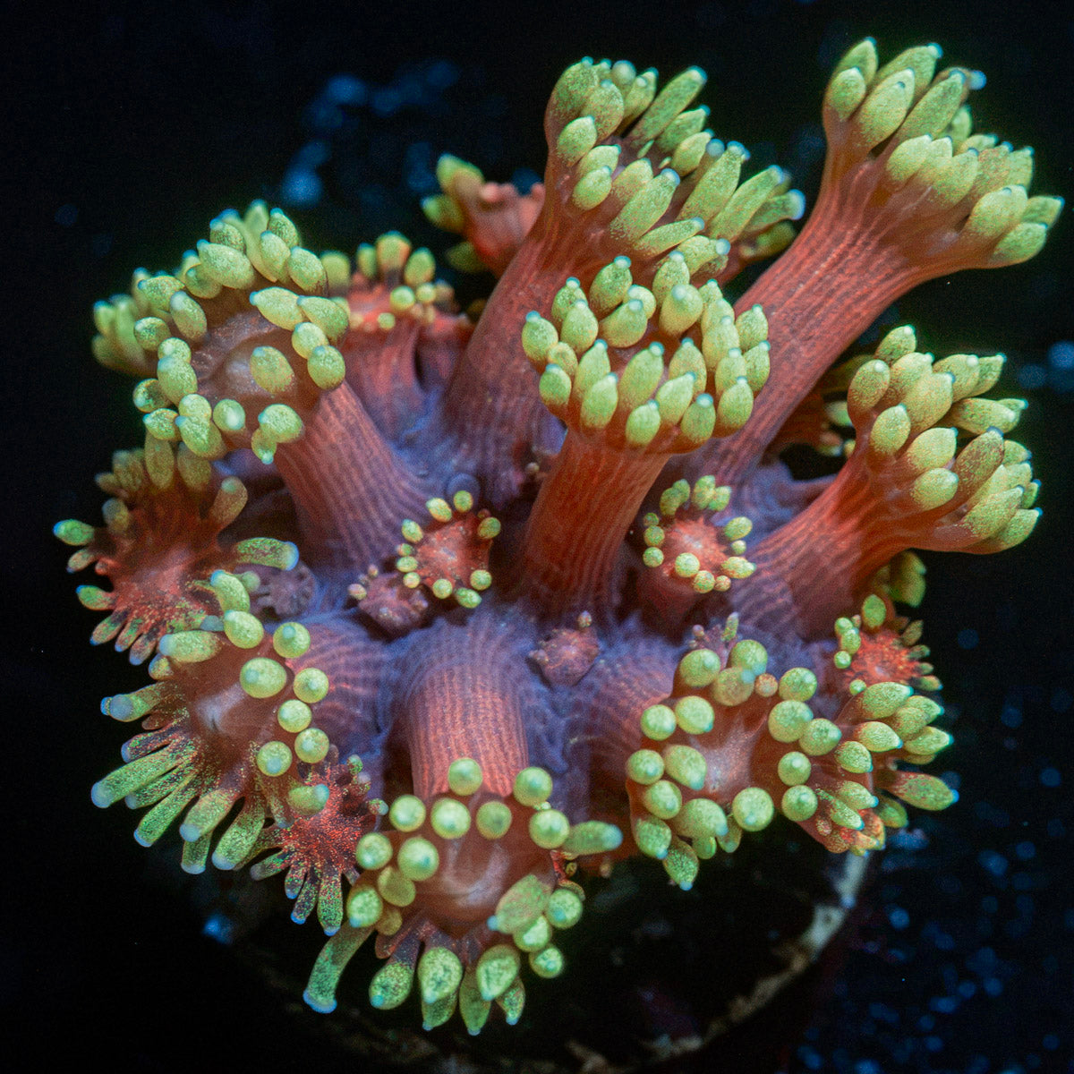Ironman Goniopora Coral with flower-like polyps in reef aquarium