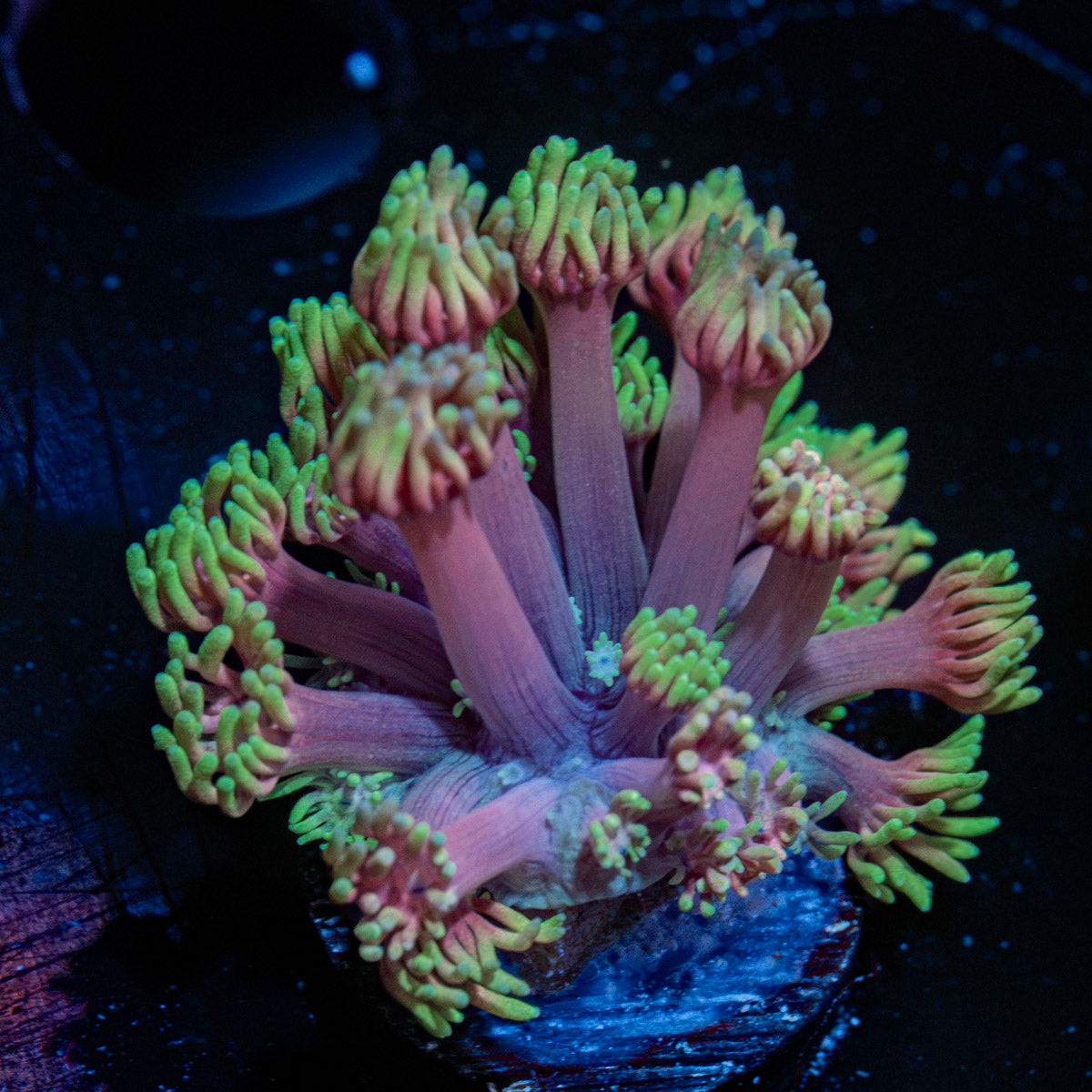 Majin Boo Goniopora Coral with flower-like polyps in reef aquarium