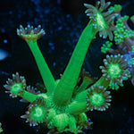 Bubble Toes Goniopora Coral with flower-like polyps in reef aquarium