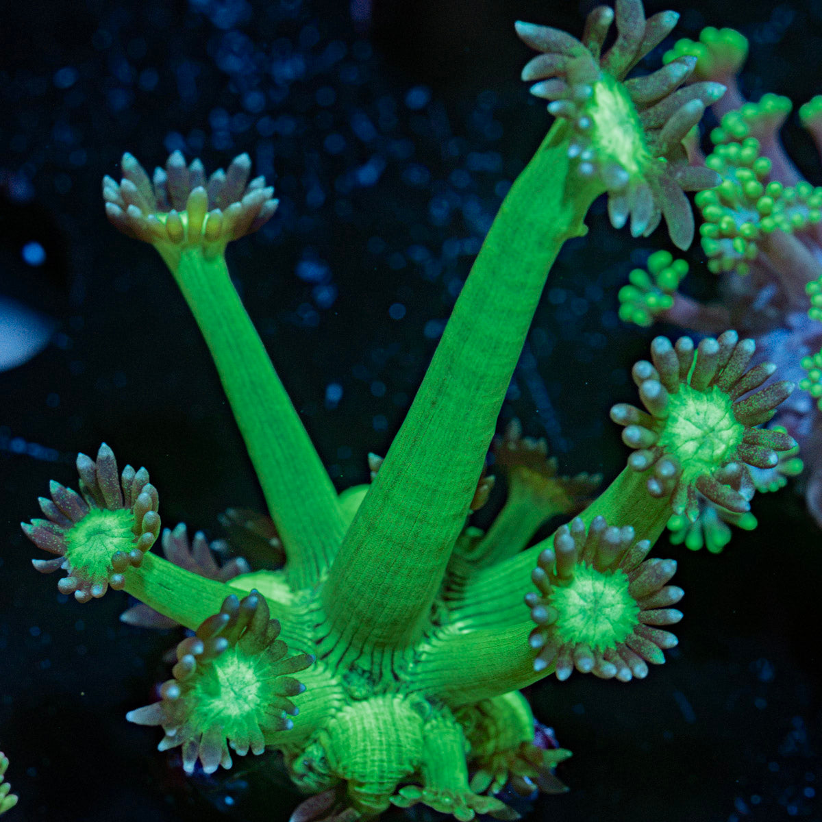 Bubble Toes Goniopora Coral with flower-like polyps in reef aquarium