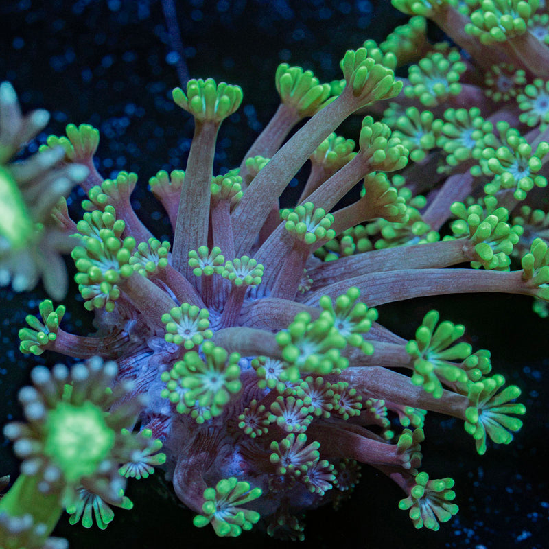 Oddish Goniopora Coral with flower-like polyps in reef aquarium