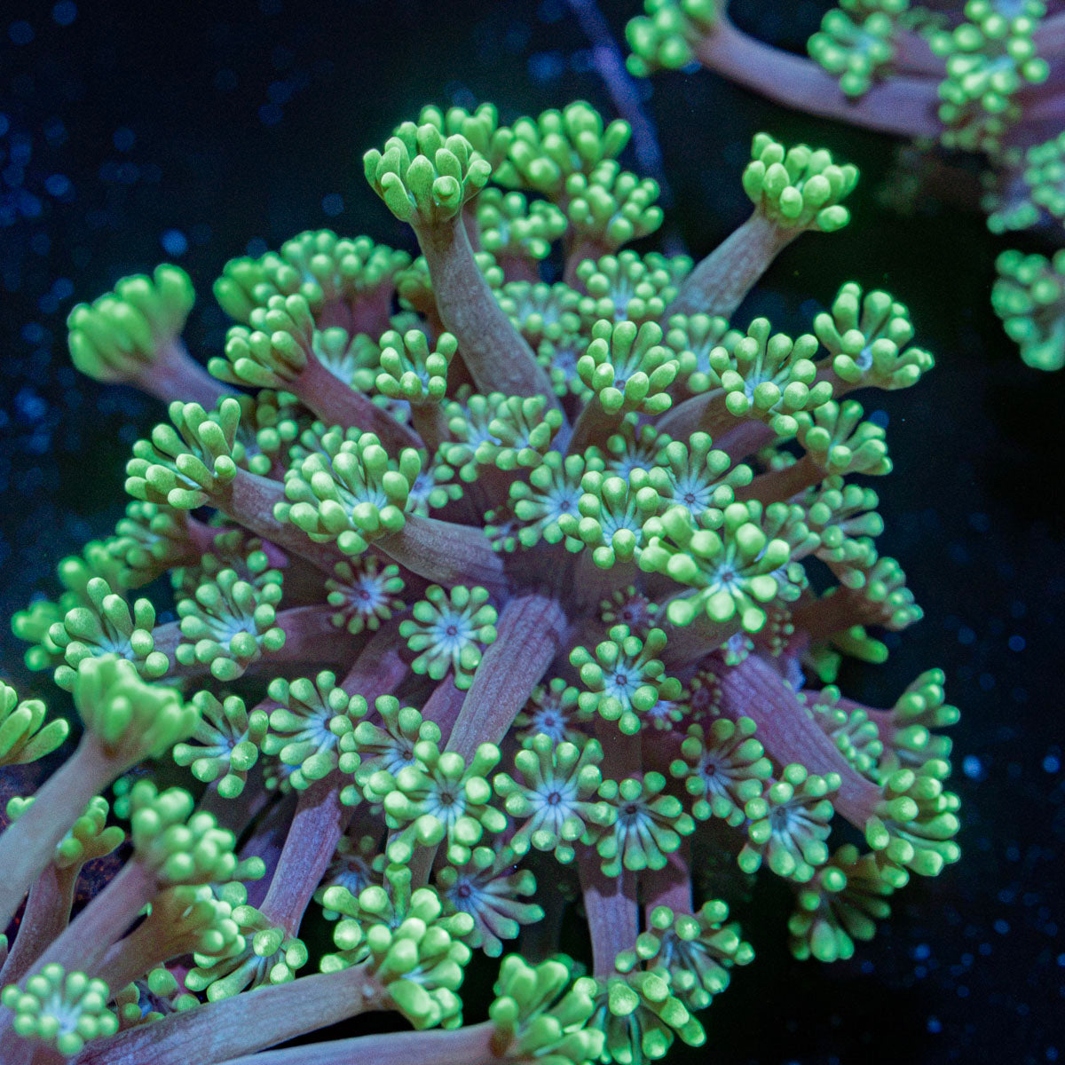 Oddish Goniopora Coral with flower-like polyps in reef aquarium