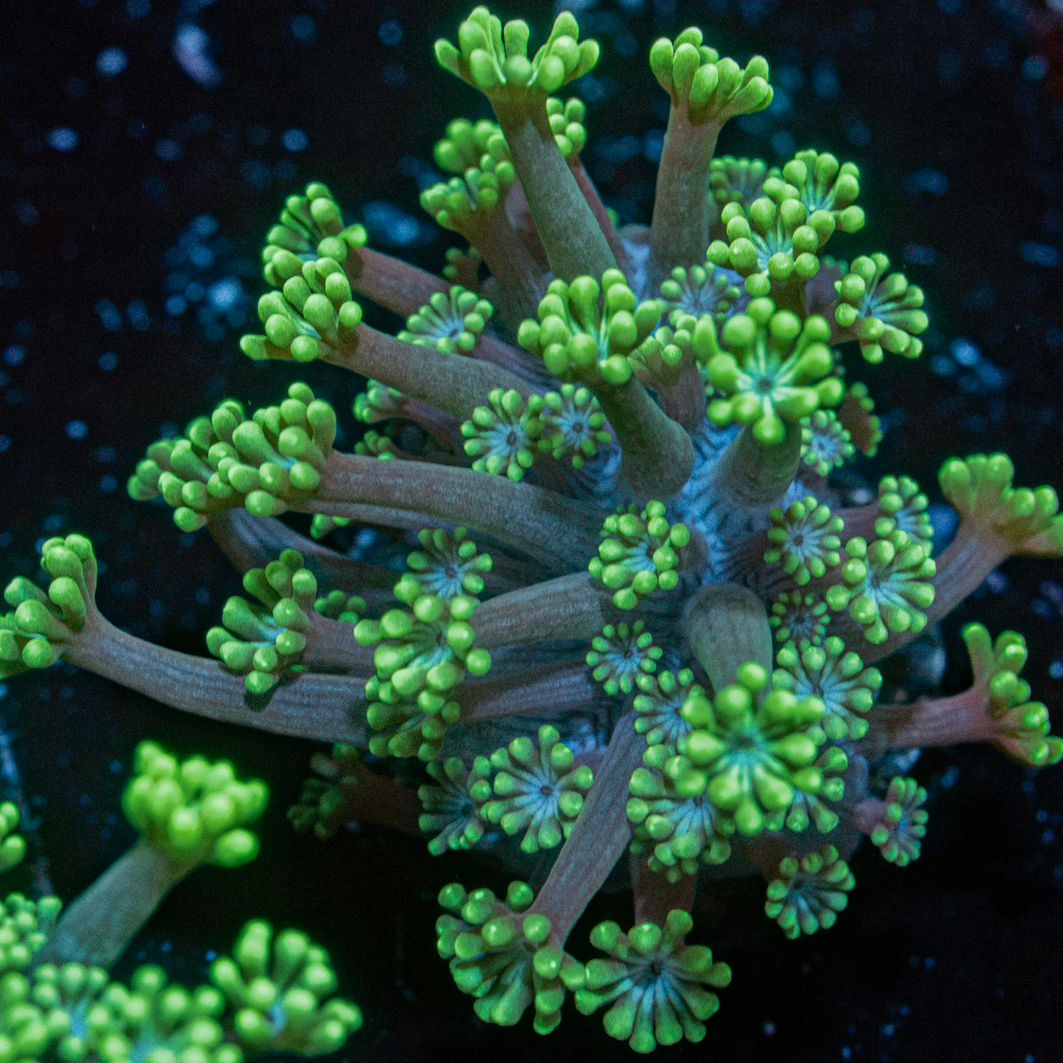 Oddish Goniopora Coral with flower-like polyps in reef aquarium