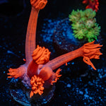 Red Bull Goniopora Coral with flower-like polyps in reef aquarium