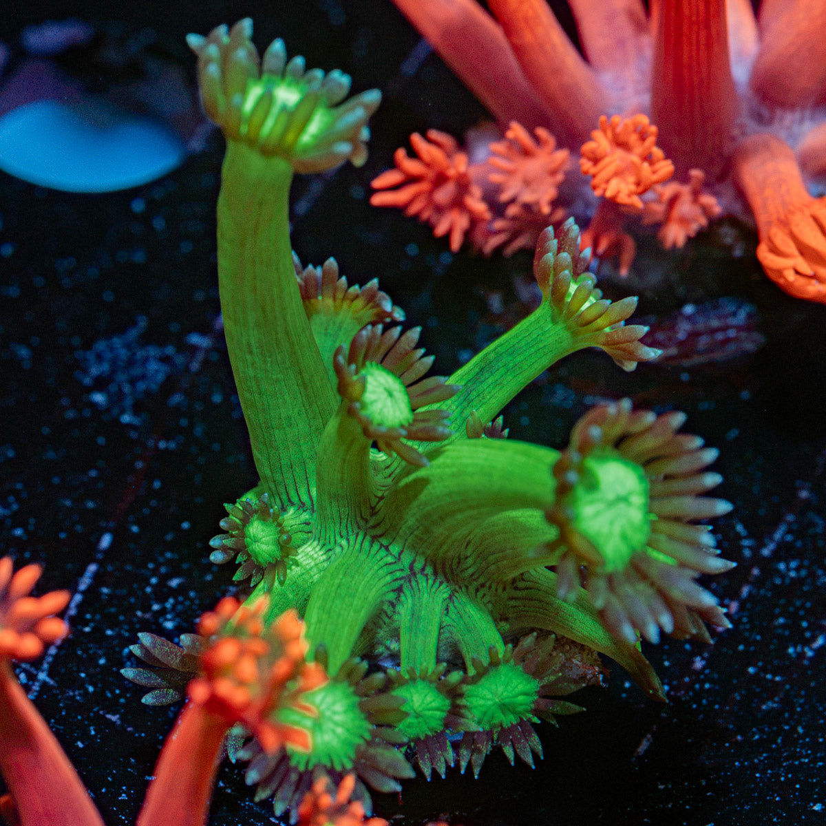 Bubble Toes Goniopora Coral with flower-like polyps in reef aquarium
