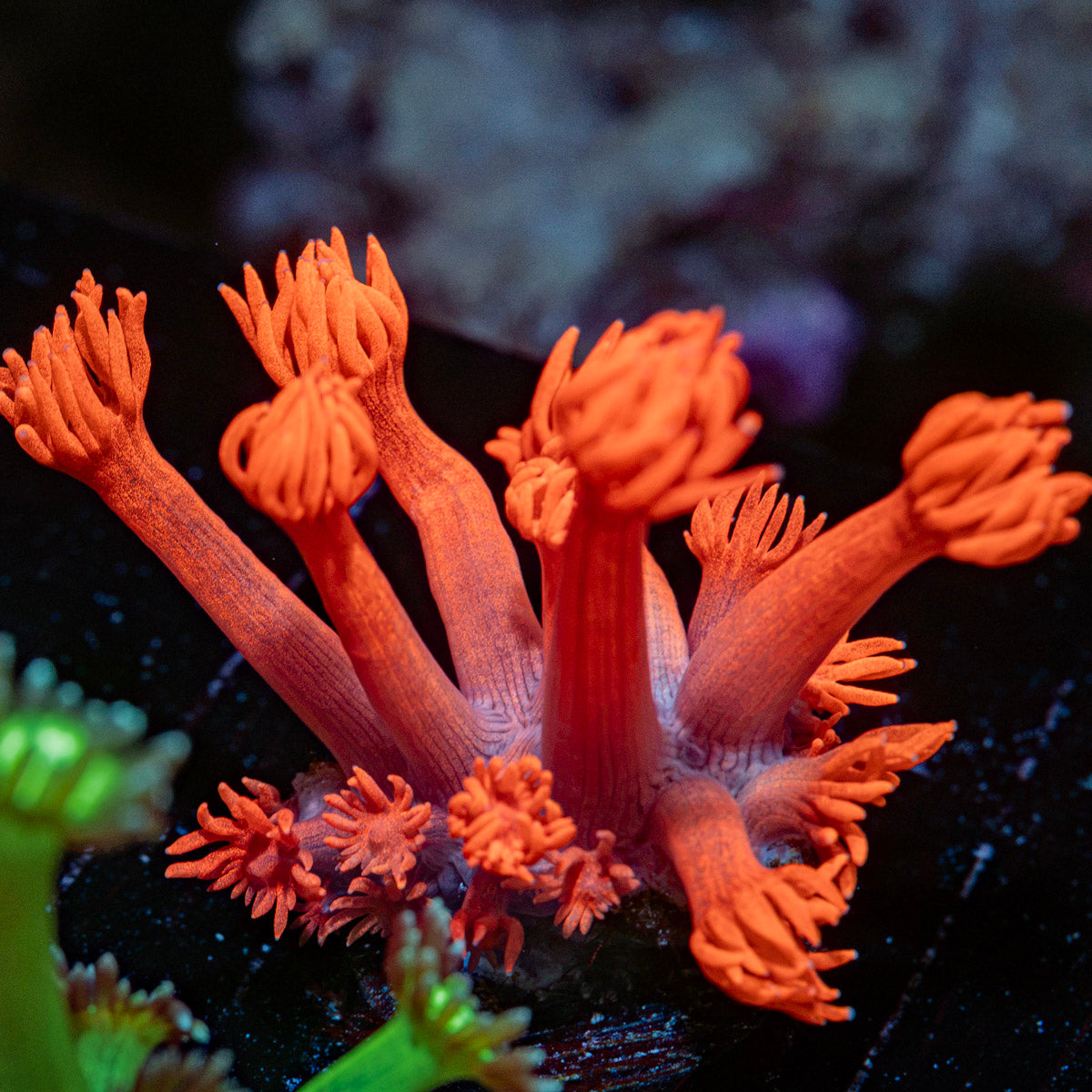 Red Bull Goniopora Coral with flower-like polyps in reef aquarium