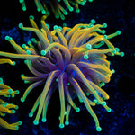 Dragon Soul Torch Euphyllia Coral with flowing tentacles in reef aquarium