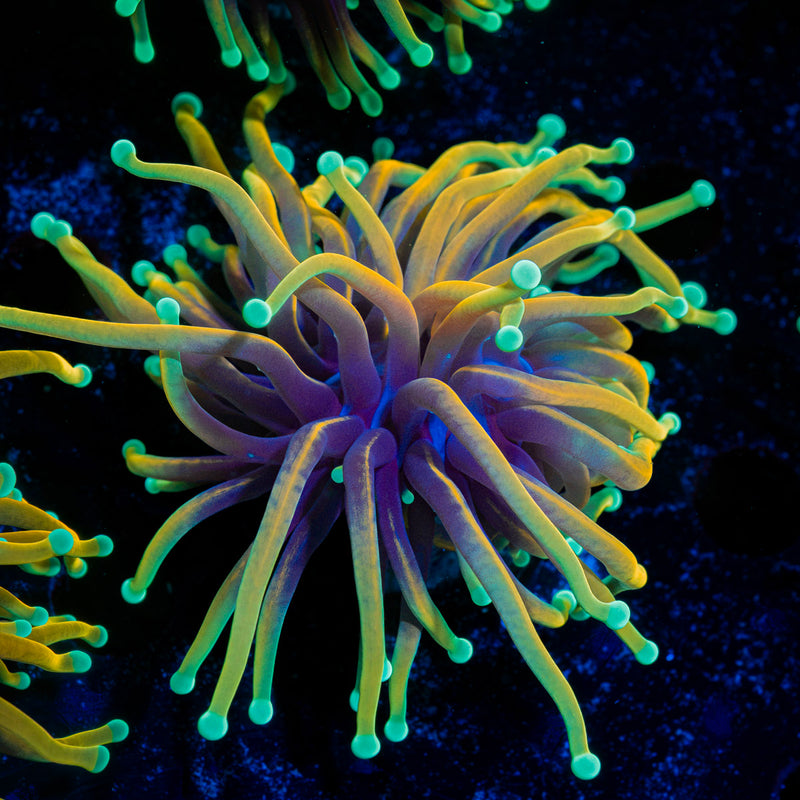 Dragon Soul Torch Euphyllia Coral with flowing tentacles in reef aquarium