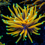 Inferno Torch Euphyllia Torch Coral with flowing tentacles in reef aquarium