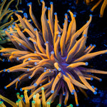 24K Gold Torch Euphyllia Coral with flowing tentacles in reef aquarium
