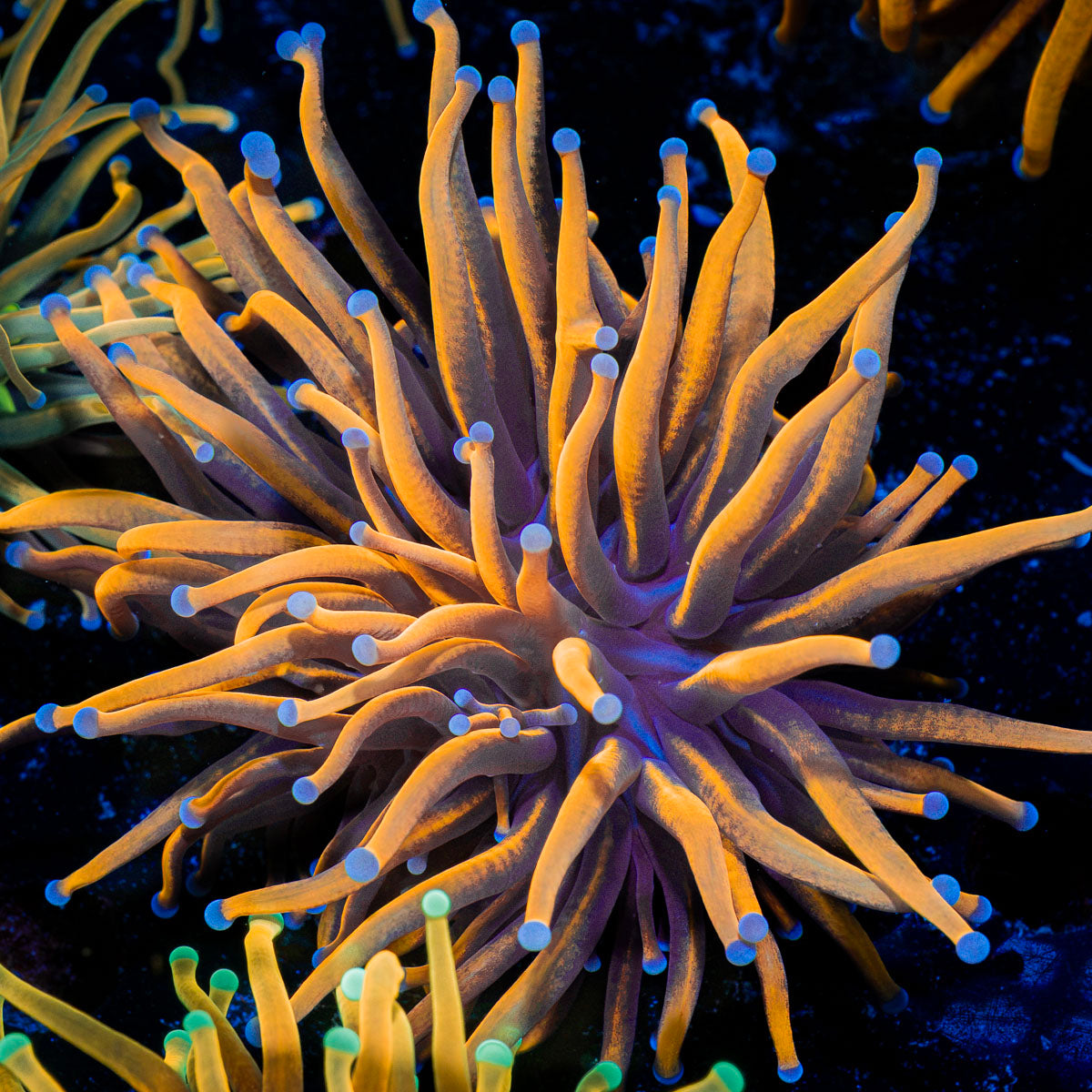 24K Gold Torch Euphyllia Coral with flowing tentacles in reef aquarium