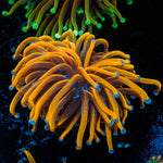 24K Gold Torch Euphyllia Coral with flowing tentacles in reef aquarium