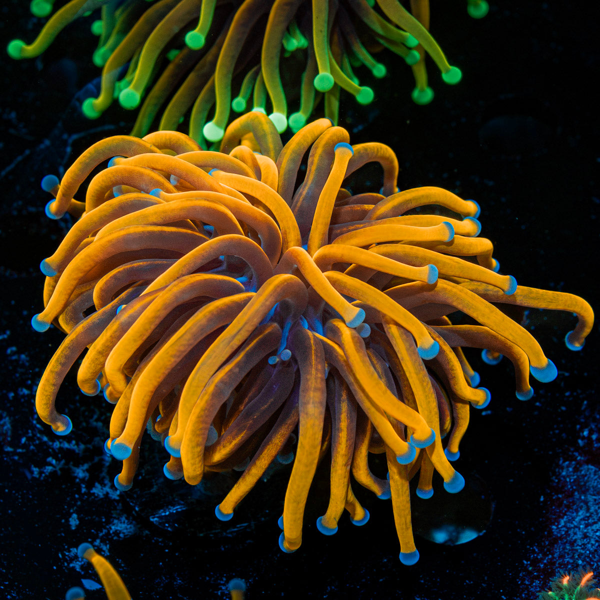 24K Gold Torch Euphyllia Coral with flowing tentacles in reef aquarium