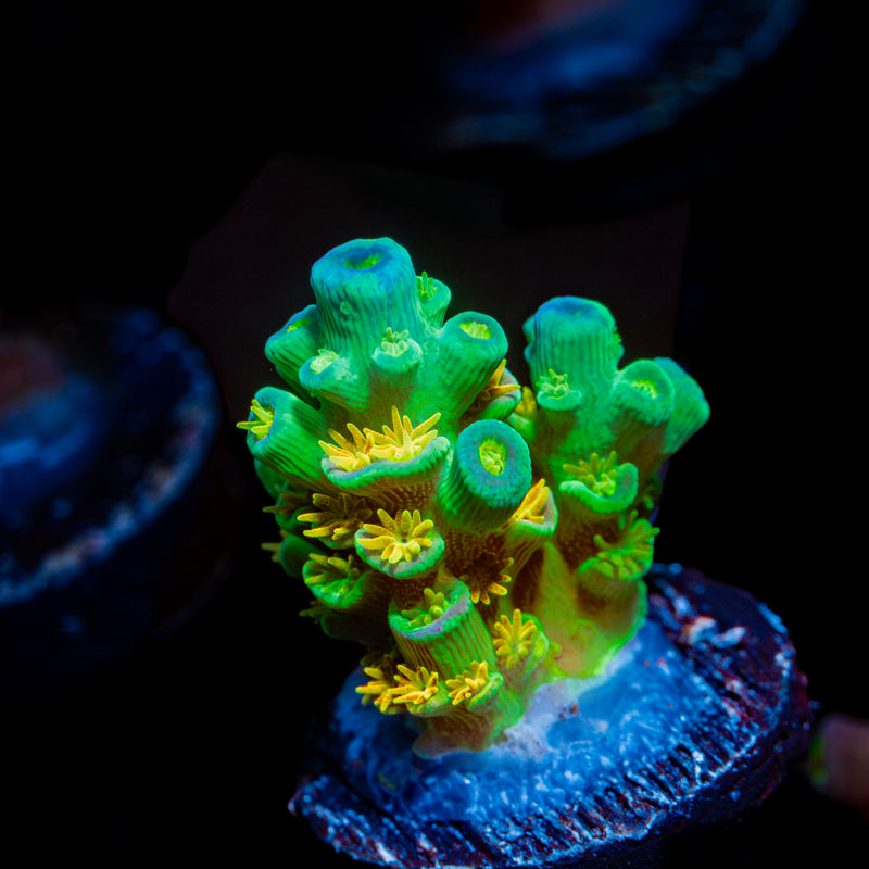 SC Orange Passion Acropora Coral with branching growth in reef aquarium
