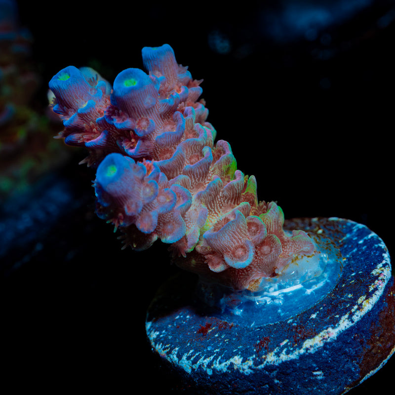 Rainbow Fusion Acropora Coral with branching growth in reef aquarium